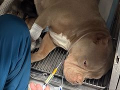 -嘉馨宠物医院·CT影像转诊·心脏科·犬猫全科诊疗中心(下沙大学城院区)