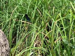 -碓臼峪自然风景区