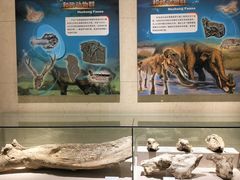 -甘肃地质博物馆