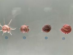 -青岛贝壳博物馆