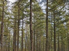 -塞罕坝国家级自然保护区