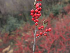 -四明山国家森林公园