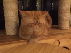 -more than meow吴止猫主题餐厅(承德 中船汇店)