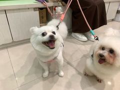 -辛巴宠物医疗中心·骨科·内分泌专科·心肾专科(亭林公园店)