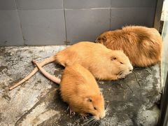 -杭州开元森泊度假乐园