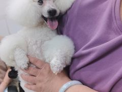 -宠福鑫康馨动物医院·骨科·眼科