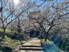 -广州市流溪河国家森林公园