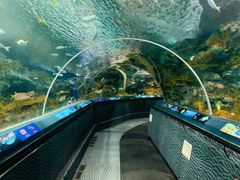 -上海海洋水族馆