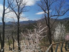 -白水寺森林公园