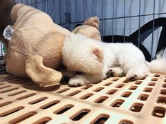 -柴犬高等学院·狗咖·柴犬售卖·宠物训练