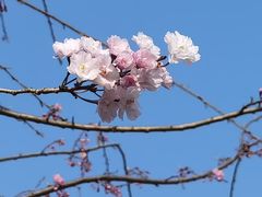 -顾村公园