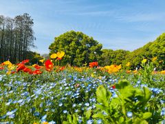 -上海共青森林公园