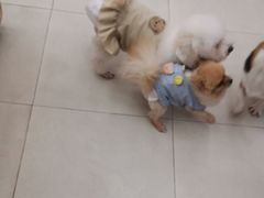 -怪兽屋·羊驼·猫咖·狗咖(俊华广场店)