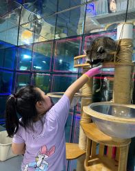 -神奇动物撸宠馆·羊驼·小浣熊·异宠(豫园店)