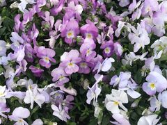 -上海市龙华烈士陵园