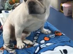 -瑞鹏宠物医院·爱宠堂(环西分院)