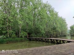 -合肥滨湖国家森林公园