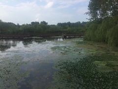 -溱湖国家湿地公园