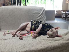 -藏猫猫咖啡主题馆(中央大道店)