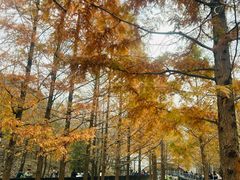 -白水寺森林公园