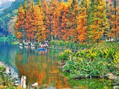 -重庆彩云湖湿地公园