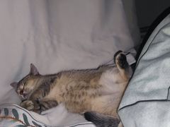 -派特宠物医院(圆融广场店)