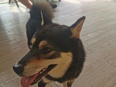 -柴犬高等学院·狗咖·柴犬售卖·宠物训练