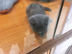 -龟与熊猫宠物公园(南坪店)