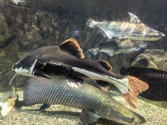 -太平洋海底世界