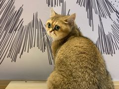 -滚猫咖啡·猫咖·猫友好撸猫(未来城店)