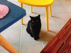 -喵屿·大理花园猫咖