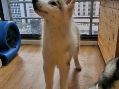 -Husky Go! 哈士奇体验馆·宠物咖啡厅狗咖