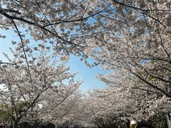 -高东镇樱花园