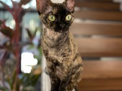 -琪喵猫屋·撸猫猫咖·猫舍