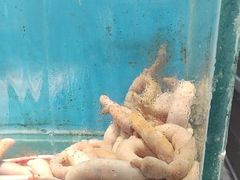 -潮庭·大连海鲜·炭火烧烤·扇贝王(大连店)