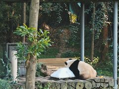 -广州长隆野生动物世界