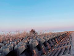 -上海滨江森林公园