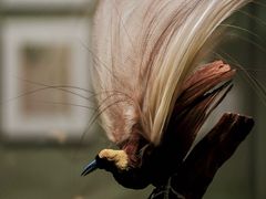 -四川大学博物馆