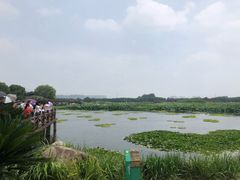 -荷塘月色湿地公园·向阳花洲