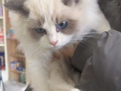 -瑞派福兴宠物医院犬猫全科·骨科·中西医结合(河东店)