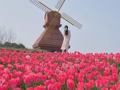 -杭州湾海上花田景区