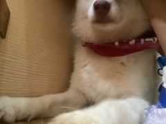 -Husky Go! 哈士奇体验馆·宠物咖啡厅狗咖