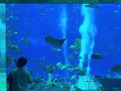 -亚特兰蒂斯•OSSIANO奥西亚诺海底餐厅