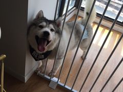 -Husky Go! 哈士奇体验馆·宠物咖啡厅狗咖