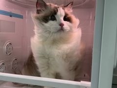 -爱洗澡的猫(天河路店)