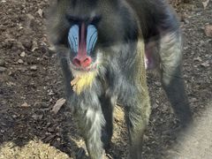 -合肥野生动物园
