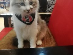 -万小咖.猫咖(中山路天虹店)