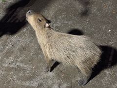 -上海野生动物园