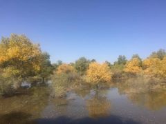 -金塔沙漠胡杨林景区