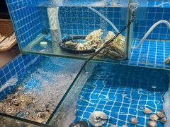 -小贝伦自助餐厅(郎溪国购广场店)